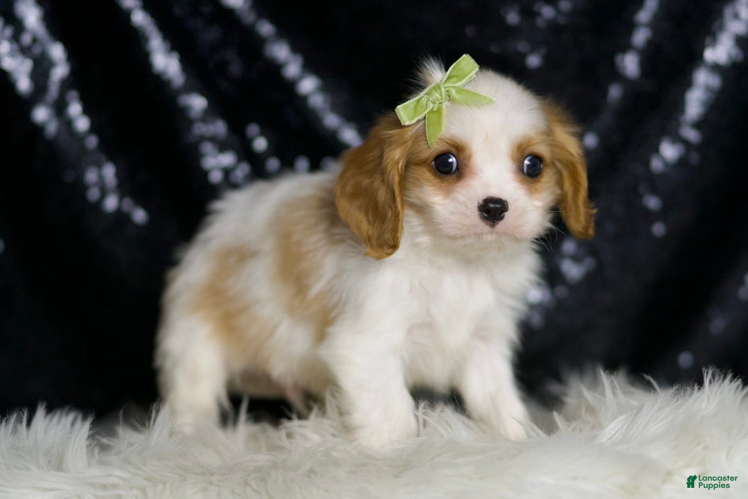 Cavalier King Charles Spaniel dogs for sale: Roman - Image 2