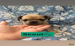 American Bully dogs for sale: Scout - Image 1