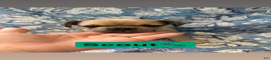 Scout