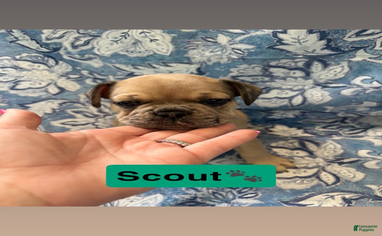 American Bully dogs for sale - Ad 1
