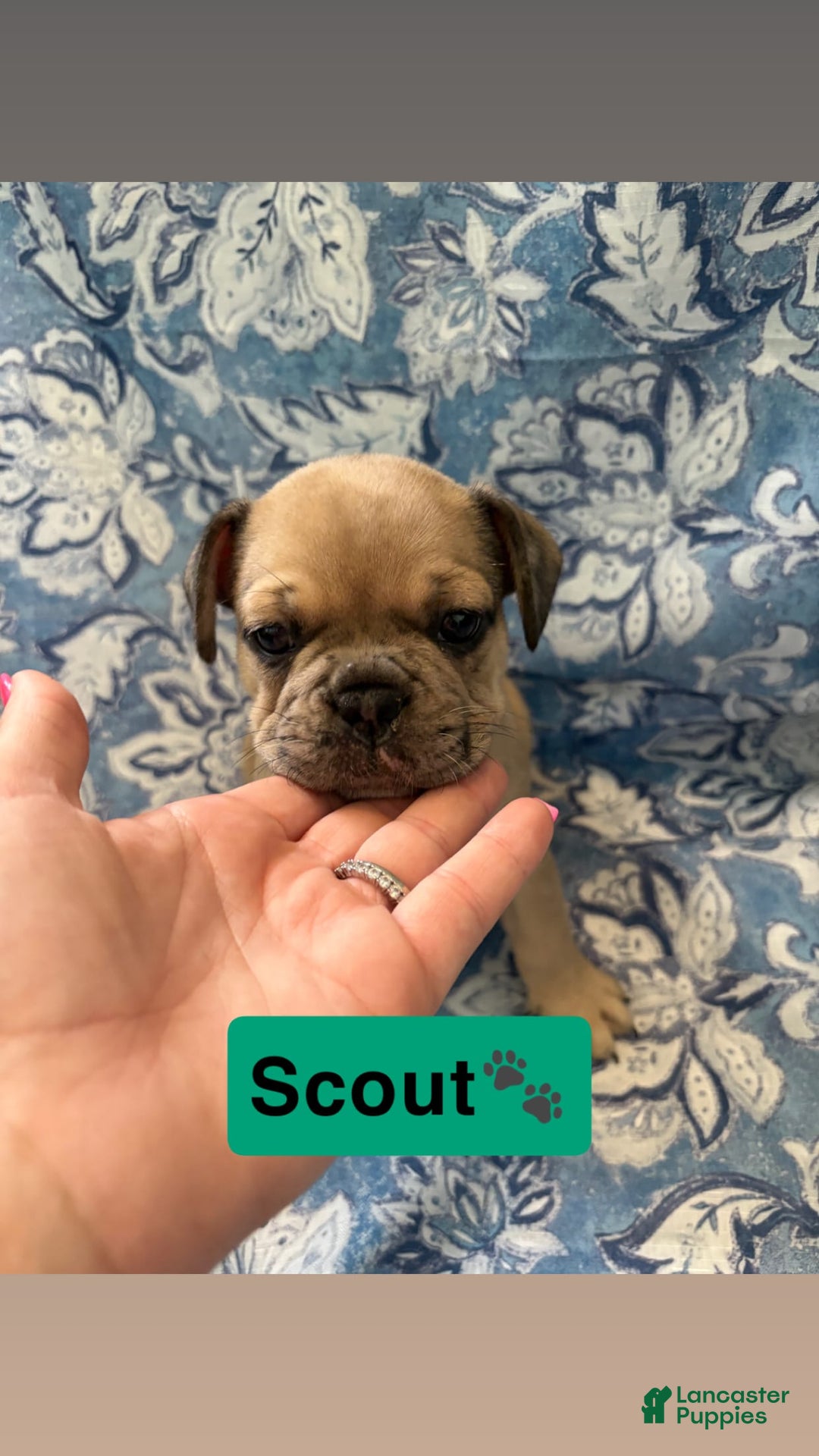 American Bully dogs for sale: Scout - Image 1