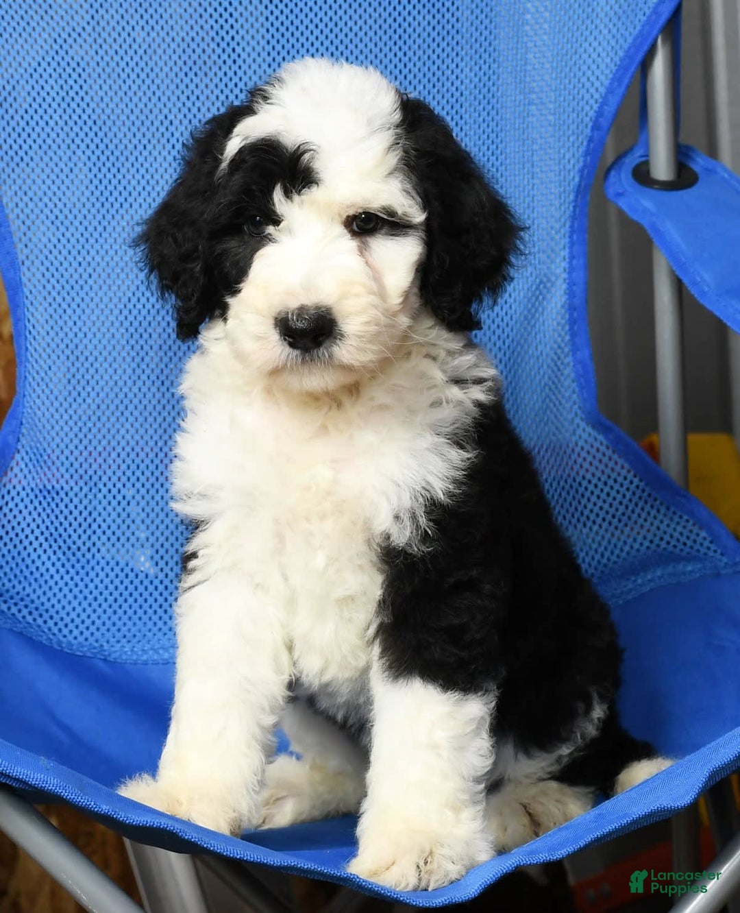 Sheepadoodle dogs for sale: Tulip - Image 4