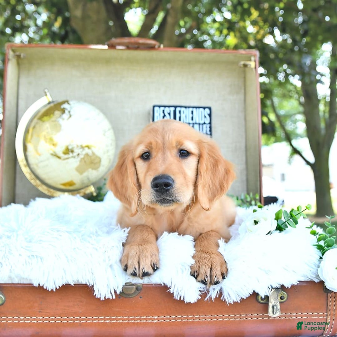 Golden Retriever dogs for sale: Addelyn - Image 12