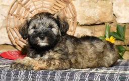 Miniature Schnauzer dogs for sale: Lilly - Image 6