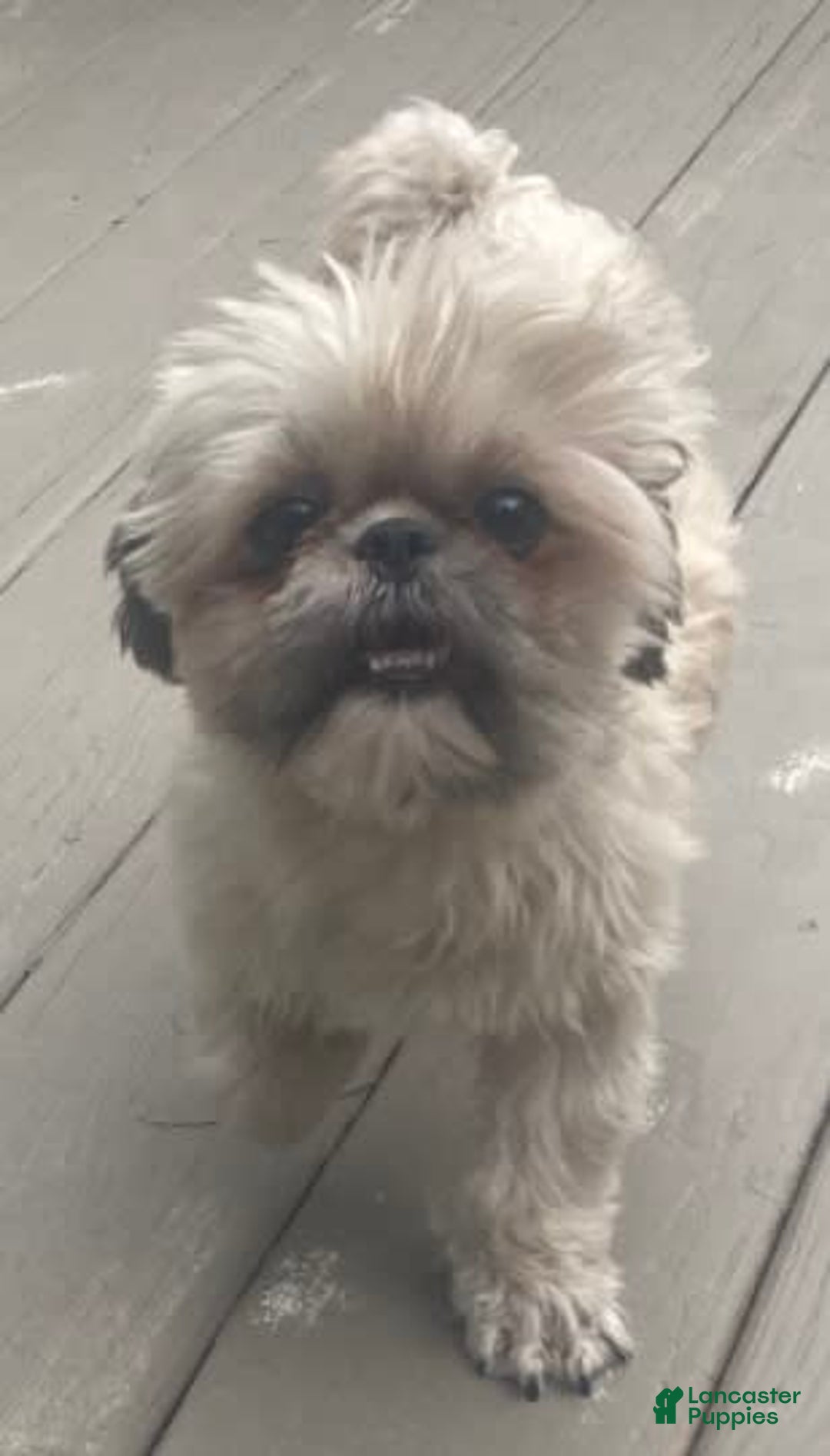 Shih Tzu dogs for sale: Teddy - Image 5