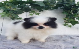 Pomeranian dogs for sale: Carly - Image 6