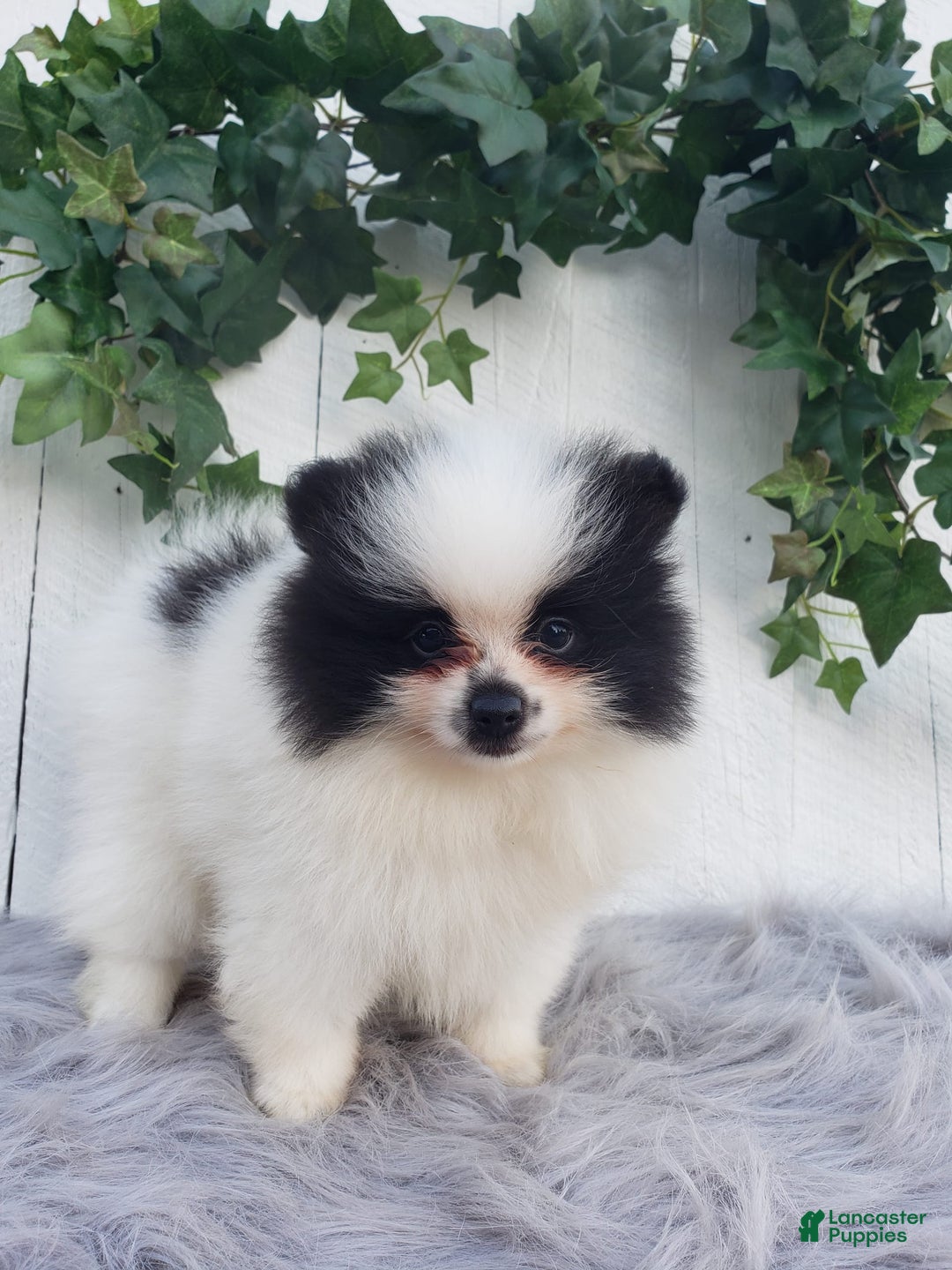 Pomeranian dogs for sale: Carly - Image 6