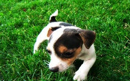 Jack Russell Terrier dogs for sale: Snickers - Image 6
