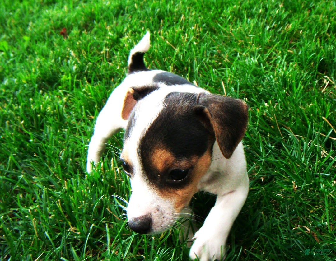 Jack Russell Terrier dogs for sale: Snickers - Image 6
