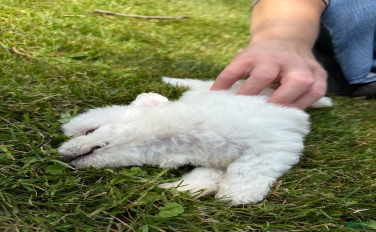 Bichon Frise dogs - Advert 26