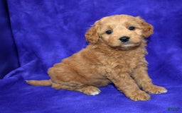 Goldendoodle dogs for sale: Wanda - Image 2