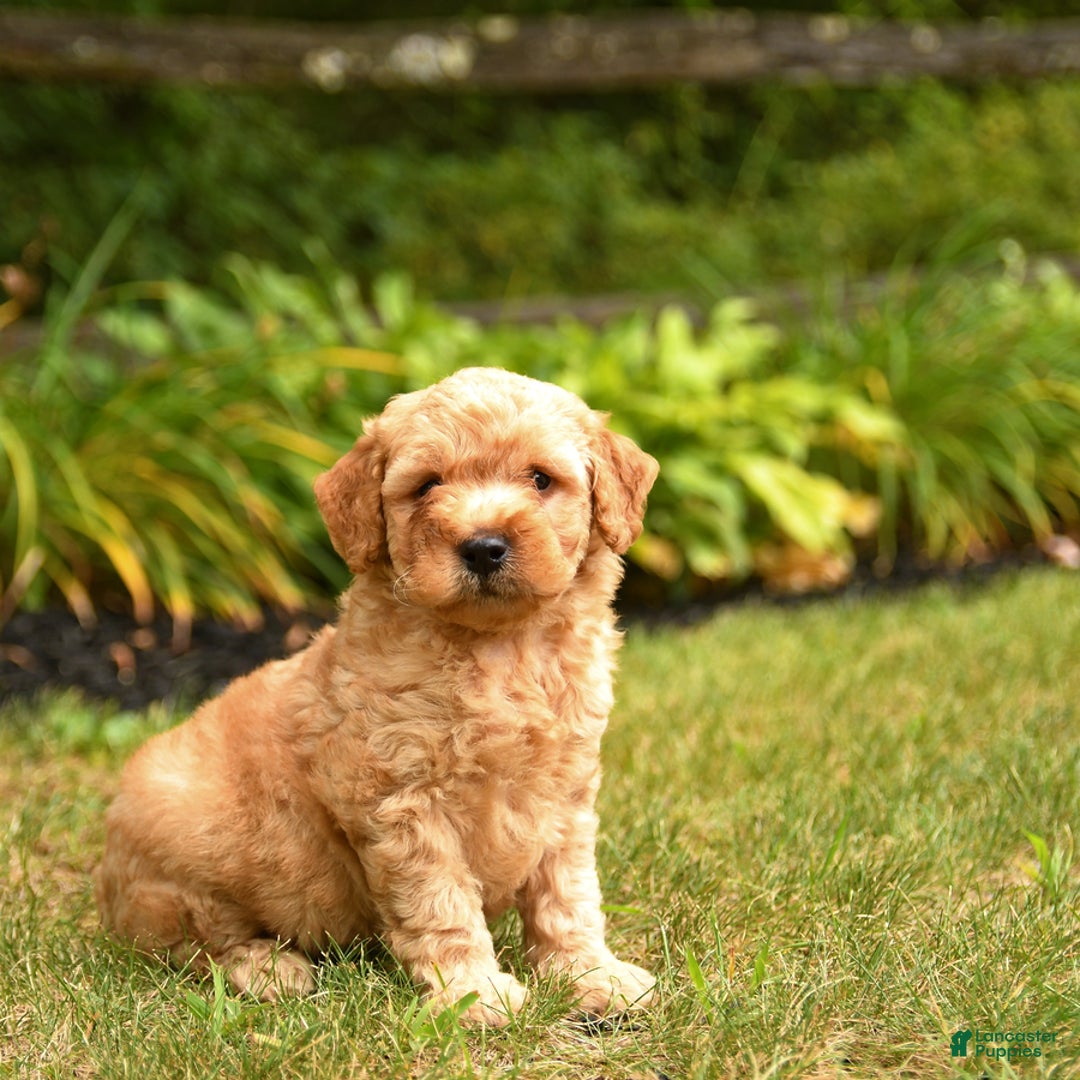 Mini Goldendoodle dogs for sale: Rex - Image 1