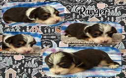 Yorkiepoo dogs for sale: Ranger - Image 2