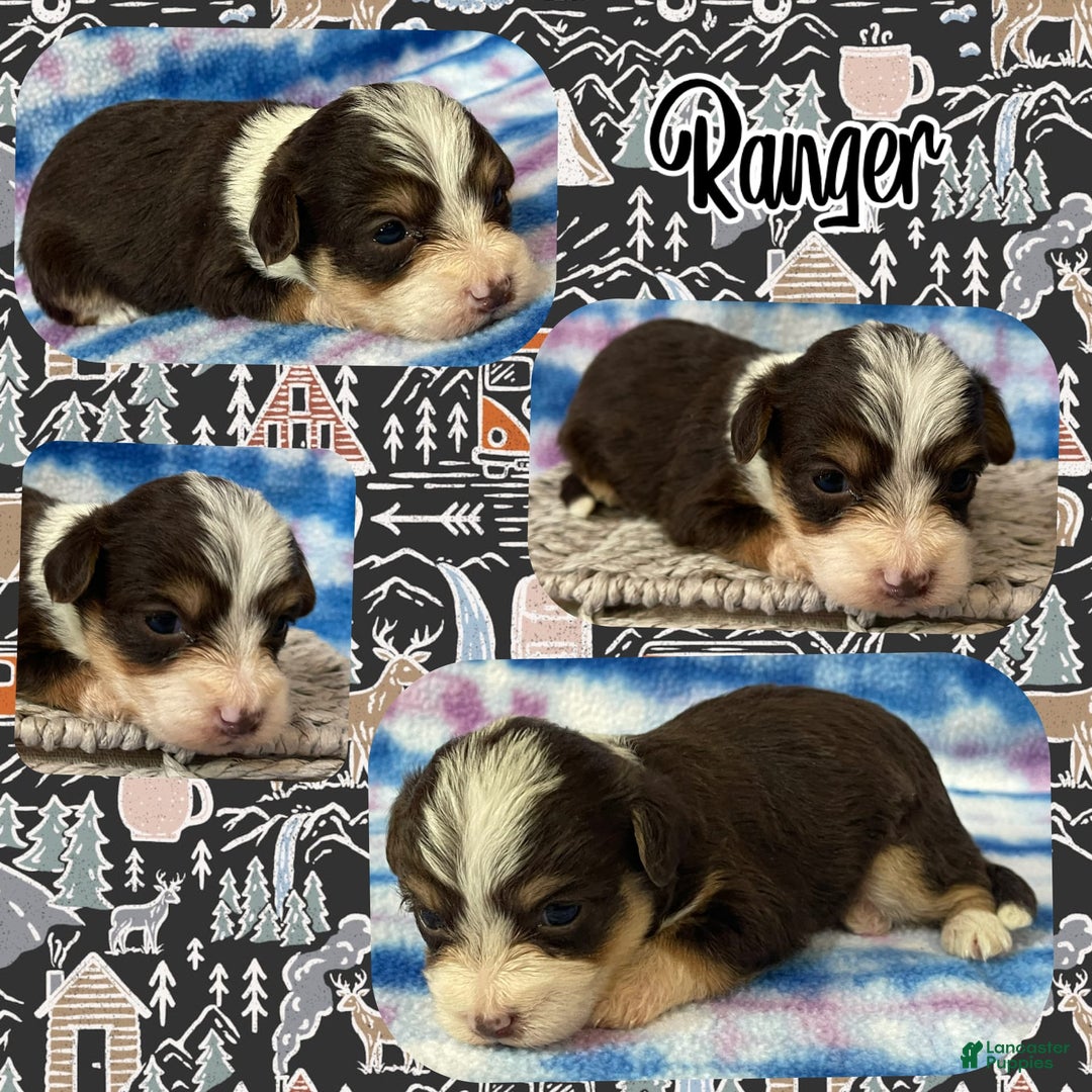 Yorkiepoo dogs for sale: Ranger - Image 2