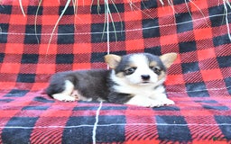 Welsh Corgi Pembroke dogs for sale: Sparky - Image 3