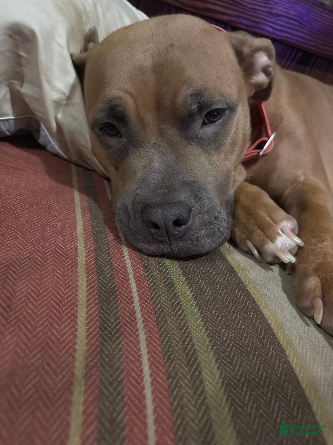 American Pit Bull Terrier dogs for sale: Jojo - Image 3