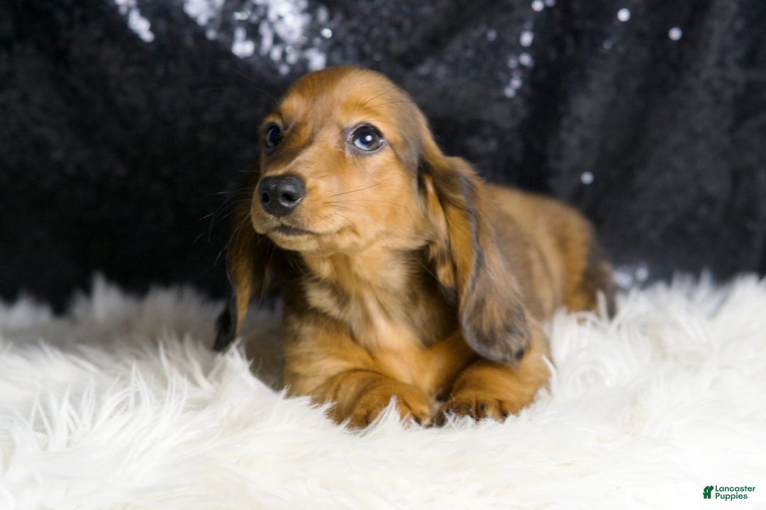 Miniature Dachshund dogs for sale: Roxie - Image 3