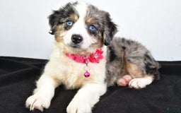 Mini Aussiedoodle dogs for sale: April - Image 7