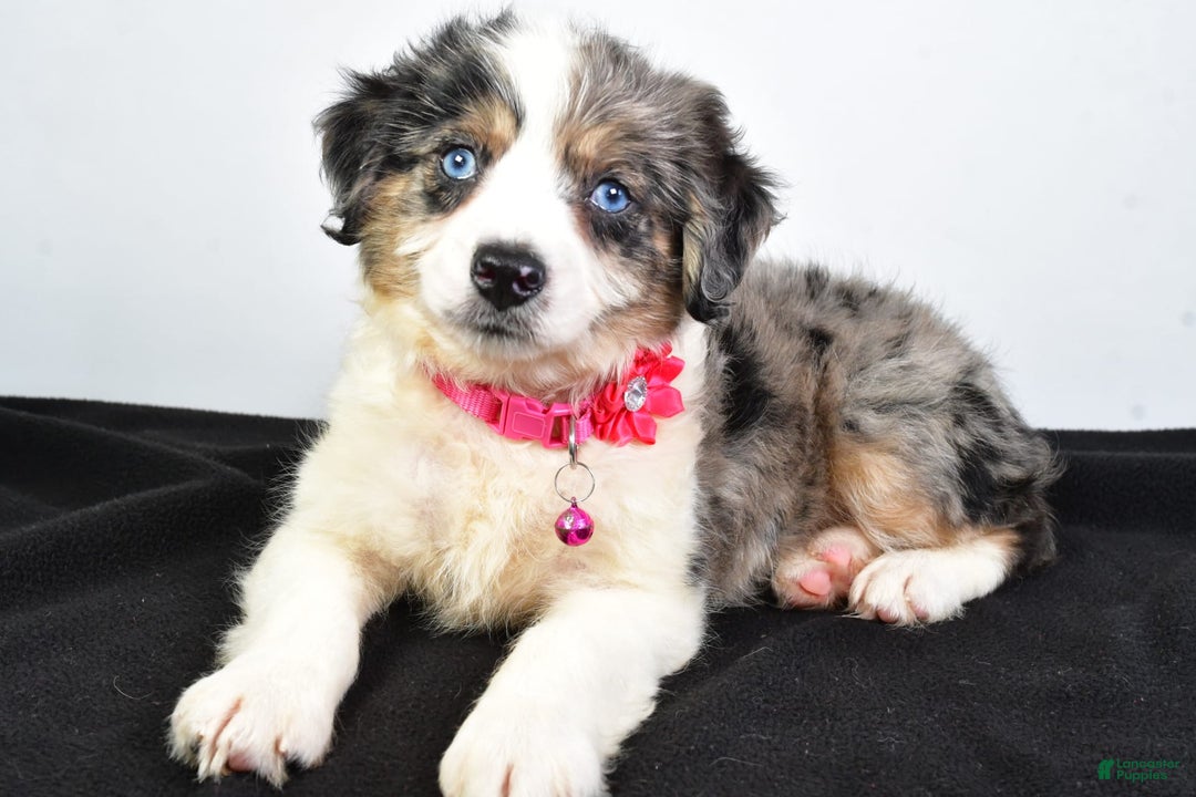 Mini Aussiedoodle dogs for sale: April - Image 7