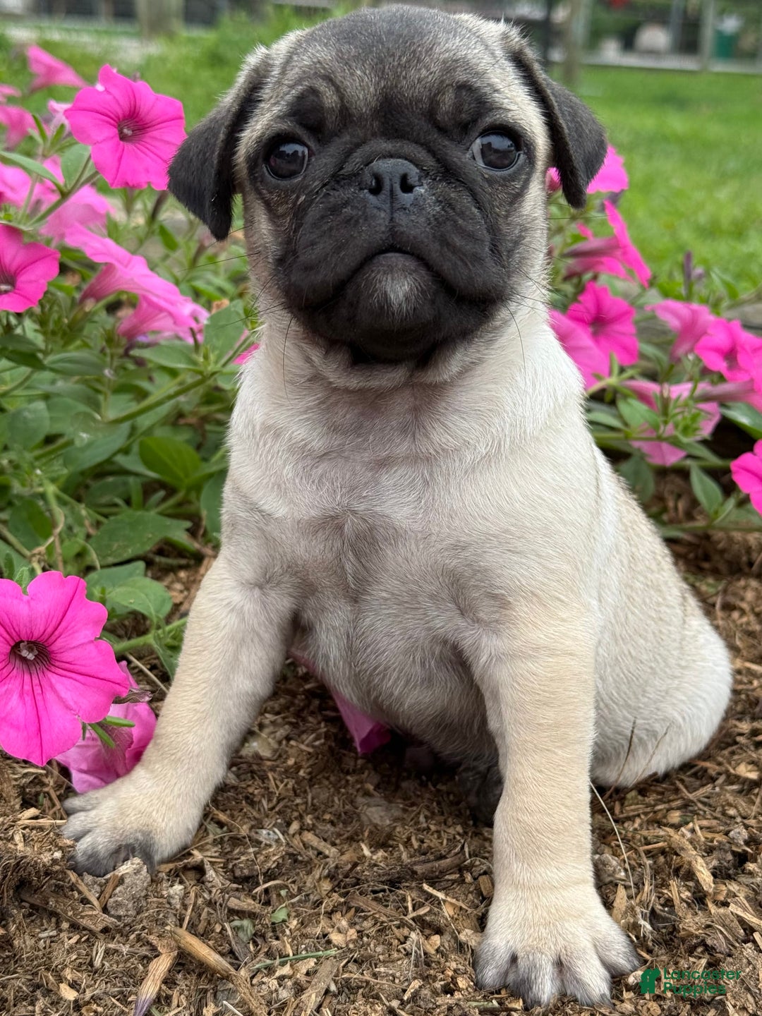 Pug dogs for sale: Puggles - Image 3