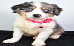 Mini Aussiedoodle dogs for sale: April - Image 8