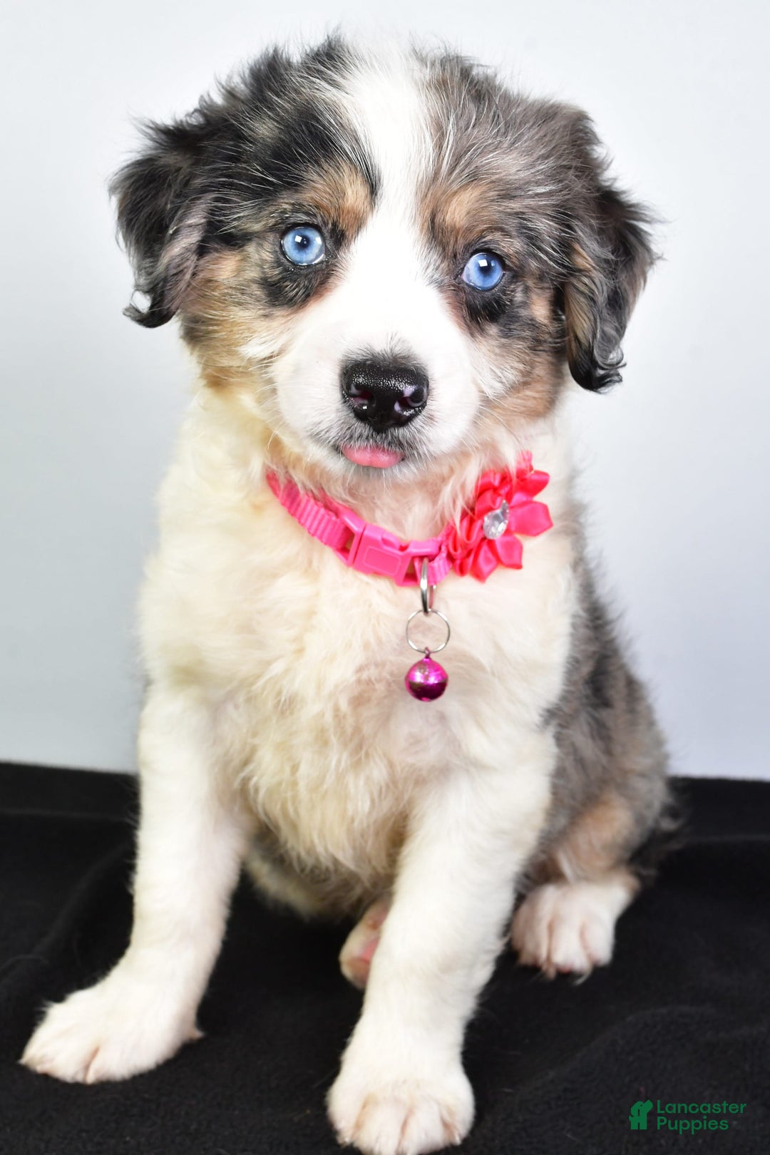 Mini Aussiedoodle dogs for sale: April - Image 8