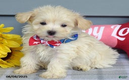 Maltipoo dogs for sale: Mason - Image 3