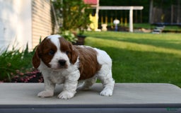Cavapoo dogs for sale: Callie - Image 3