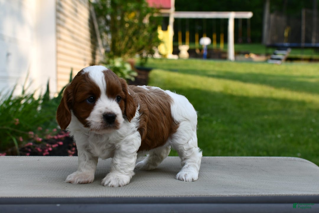Cavapoo dogs for sale: Callie - Image 3