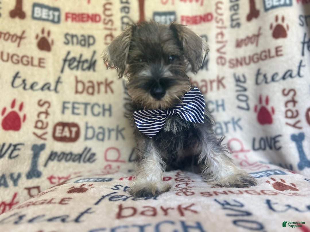 Miniature Schnauzer dogs for sale: Tex - Image 1