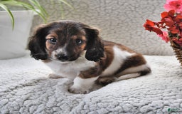 Miniature Dachshund dogs for sale: Miniature Dachshund 4 puppies - Image 1