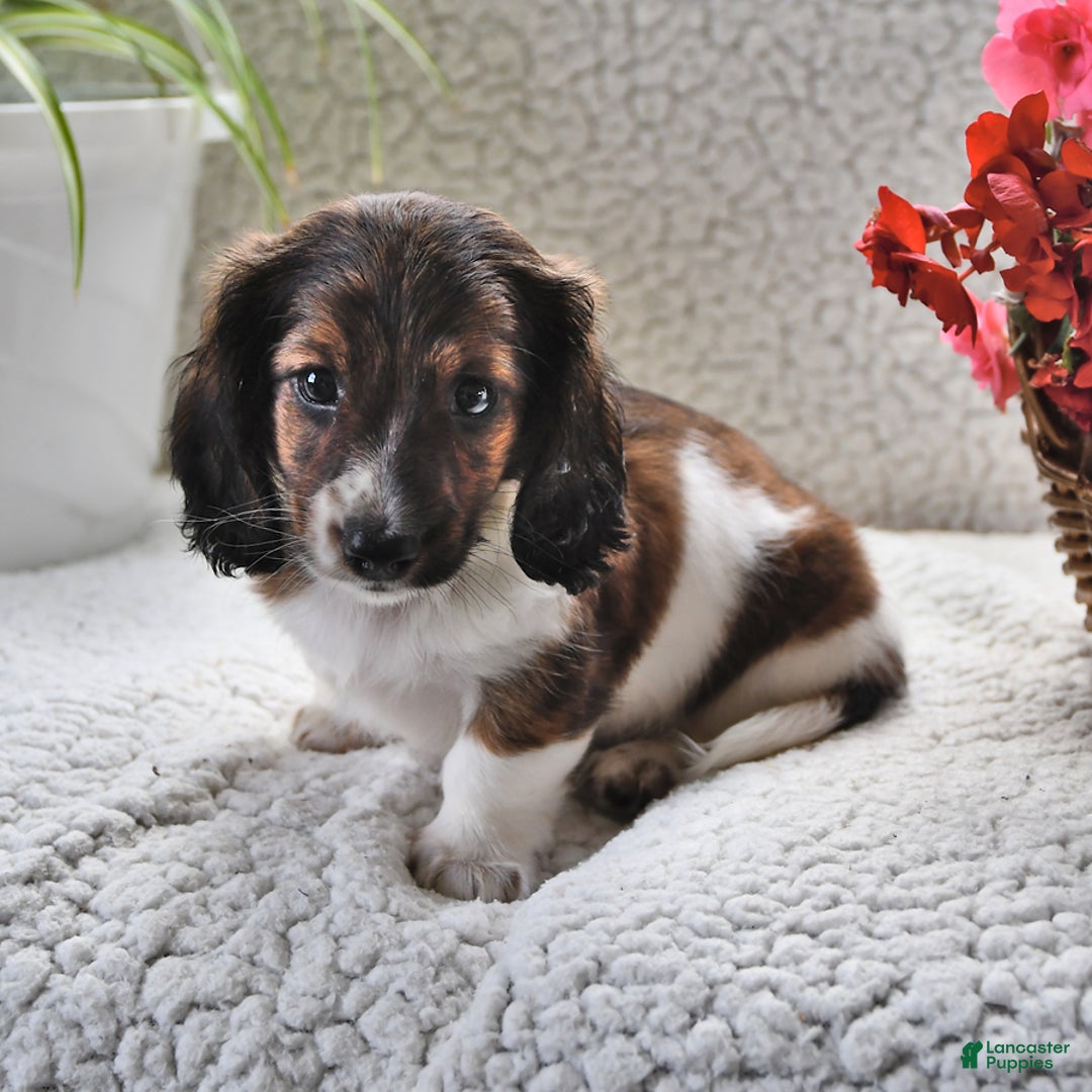 Miniature Dachshund dogs for sale: Miniature Dachshund 4 puppies - Image 1