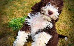 Havapoo dogs for sale: Havapoo 7 puppies - Image 8