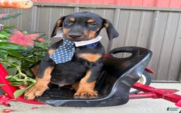 Doberman Pinscher dogs for sale: Mitch - Image 5