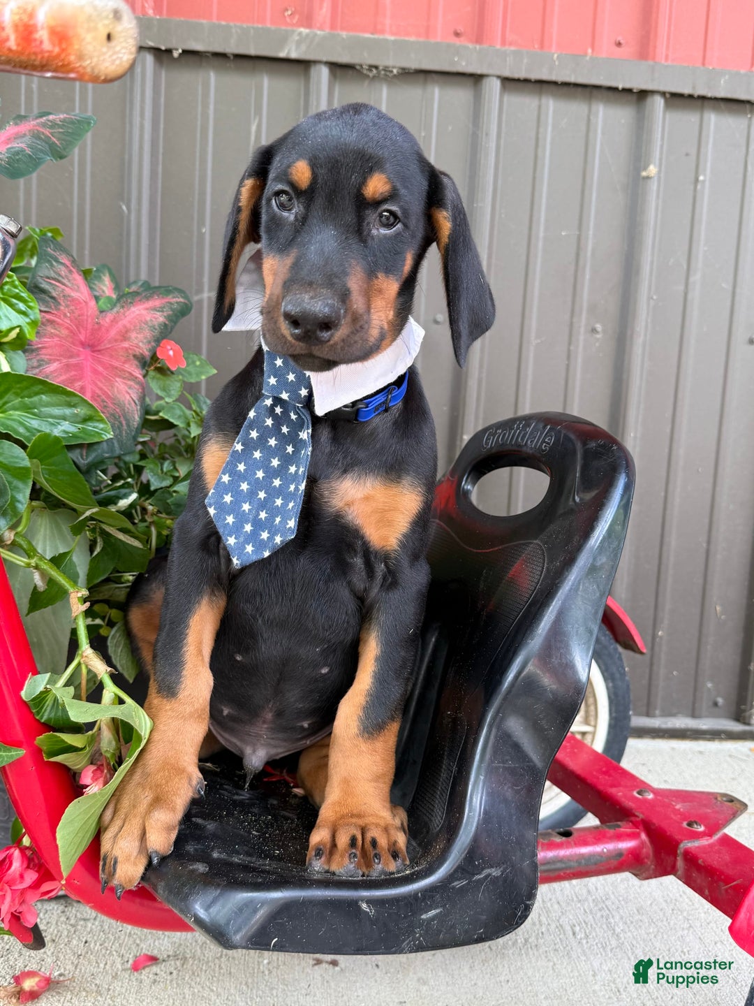 Doberman Pinscher dogs for sale: Mitch - Image 5