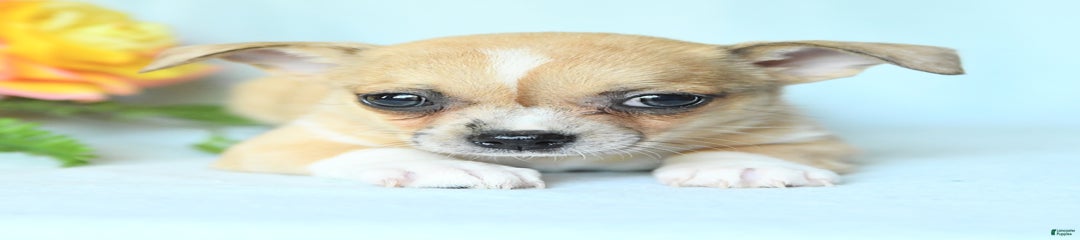 Sadie