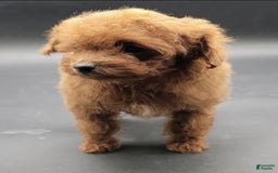 Toy Poodle dogs for sale: Lili - Image 4