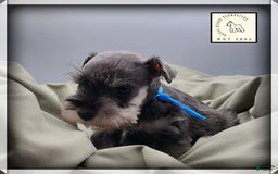 Miniature Schnauzer dogs for sale: Basil - Image 2
