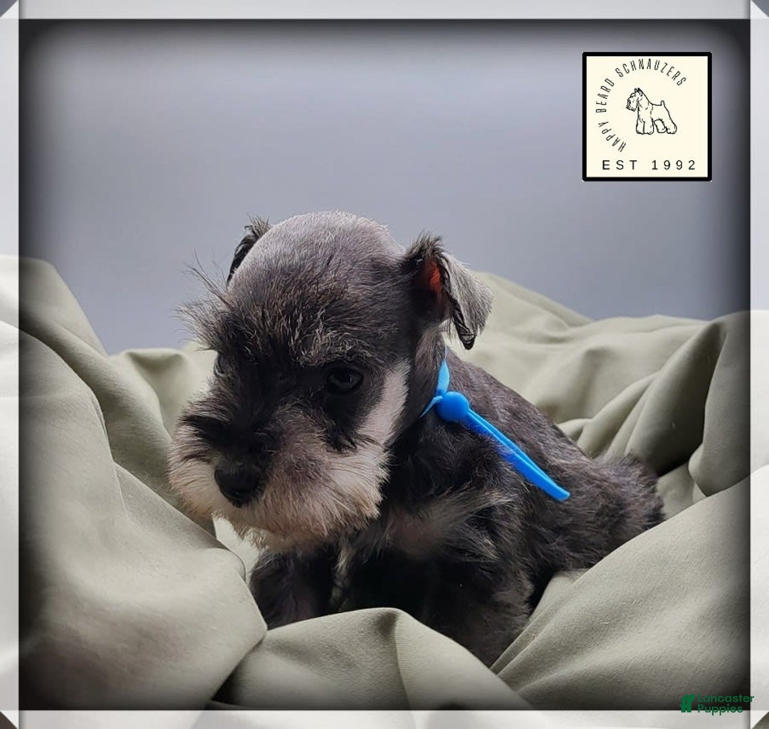 Miniature Schnauzer dogs for sale: Basil - Image 2
