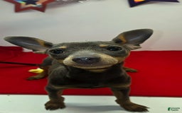 Miniature Pinscher dogs for sale: Squeaks - Image 5