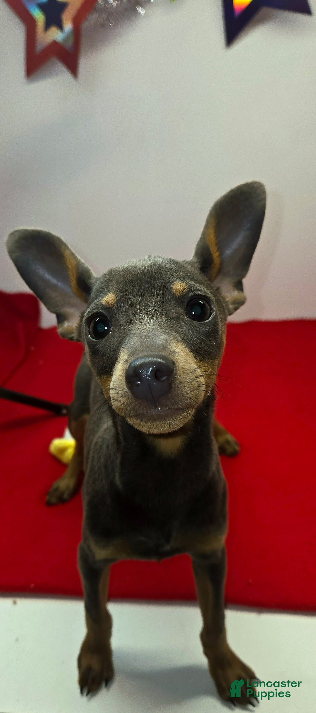 Miniature Pinscher dogs for sale: Squeaks - Image 5