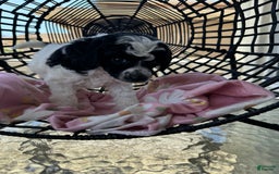 Miniature Poodle dogs for sale: Thor - Image 4