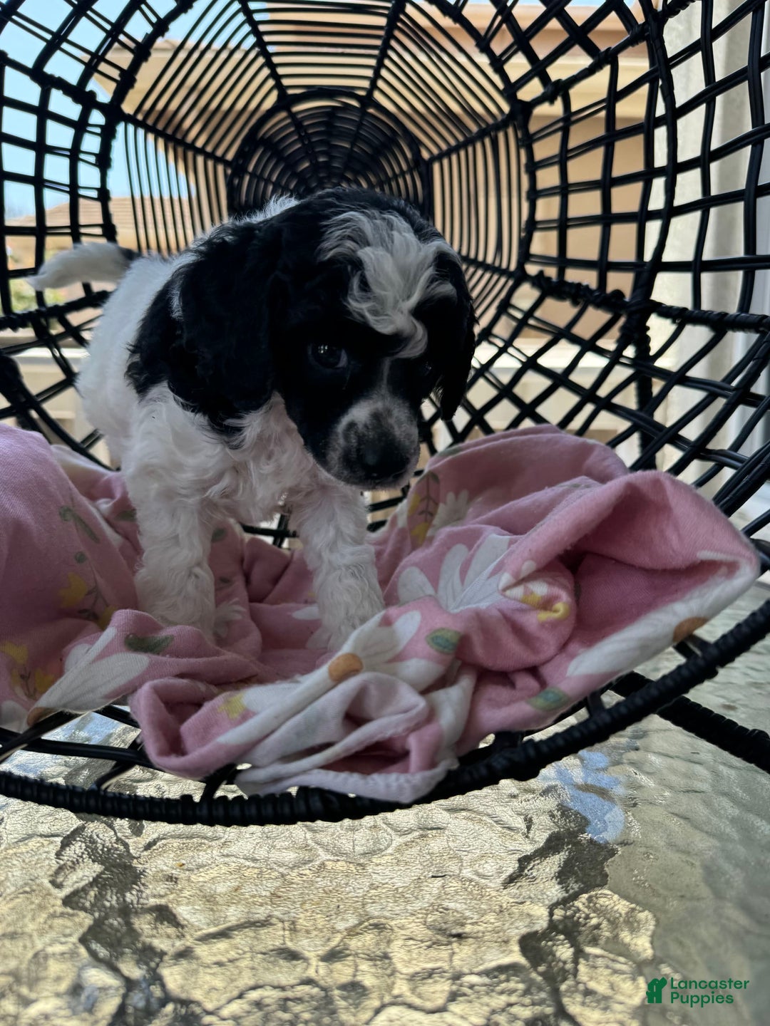 Miniature Poodle dogs for sale: Thor - Image 4
