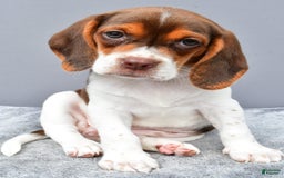 Beagle dogs for sale: Tabbi - Image 4