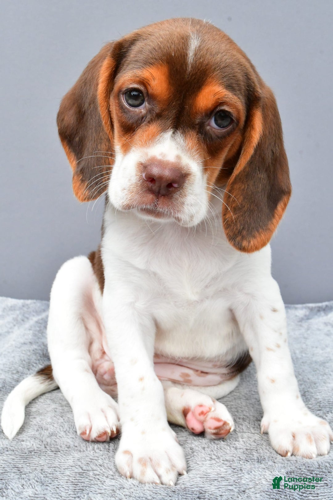 Beagle dogs for sale: Tabbi - Image 4