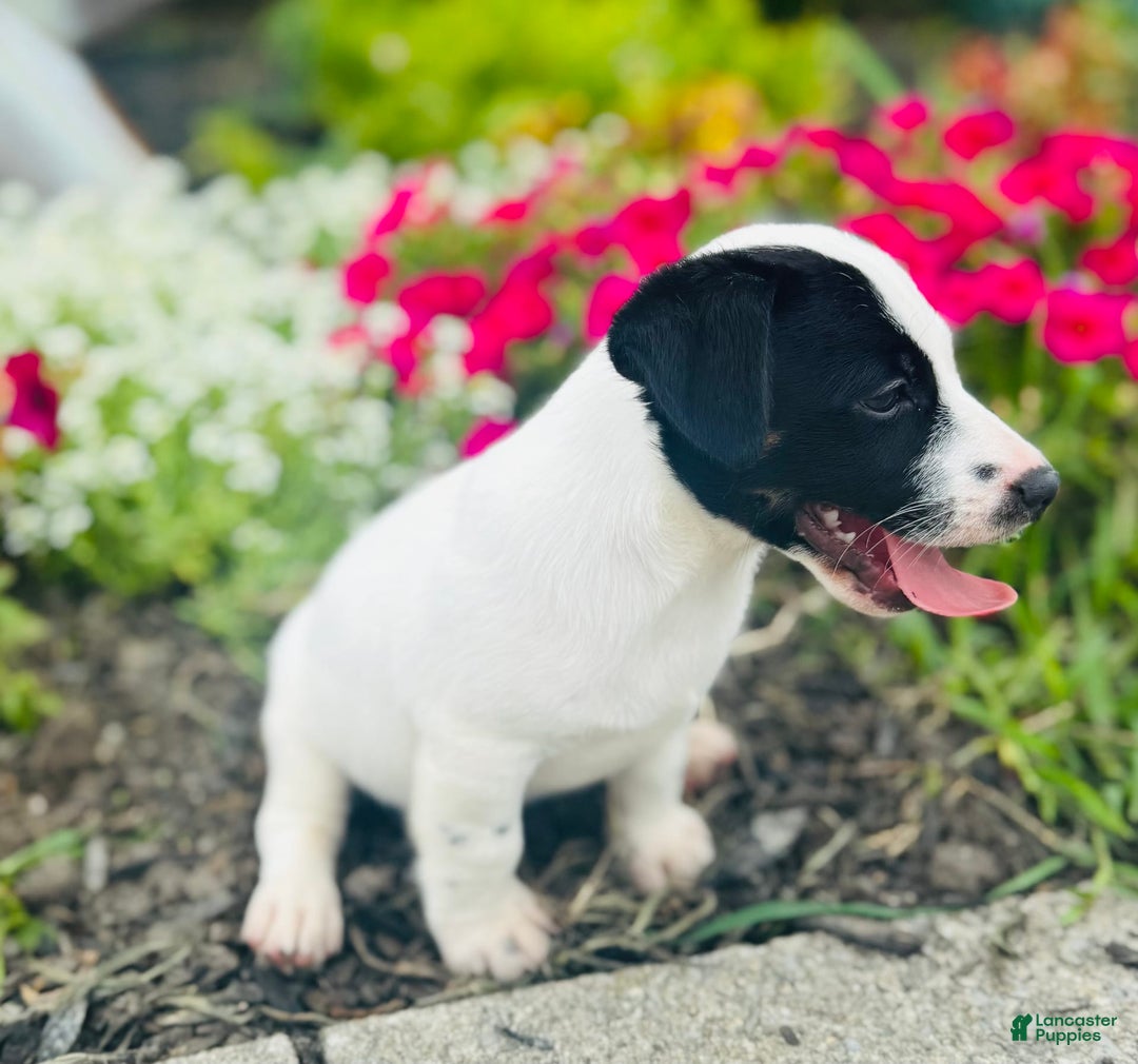 Jack Russell Terrier dogs for sale: Landon - Image 3