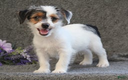 Yorkshire Terrier dogs for sale: Teeko - Image 5
