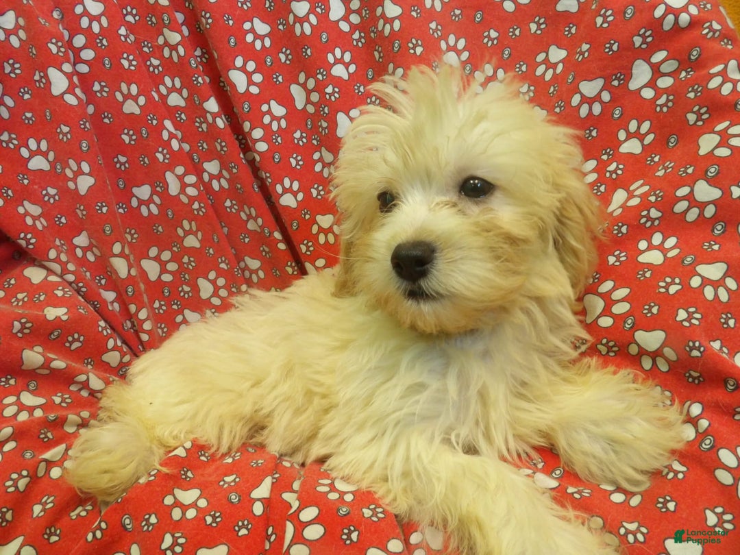 Aussiedoodle dogs for sale: SNOW - Image 3
