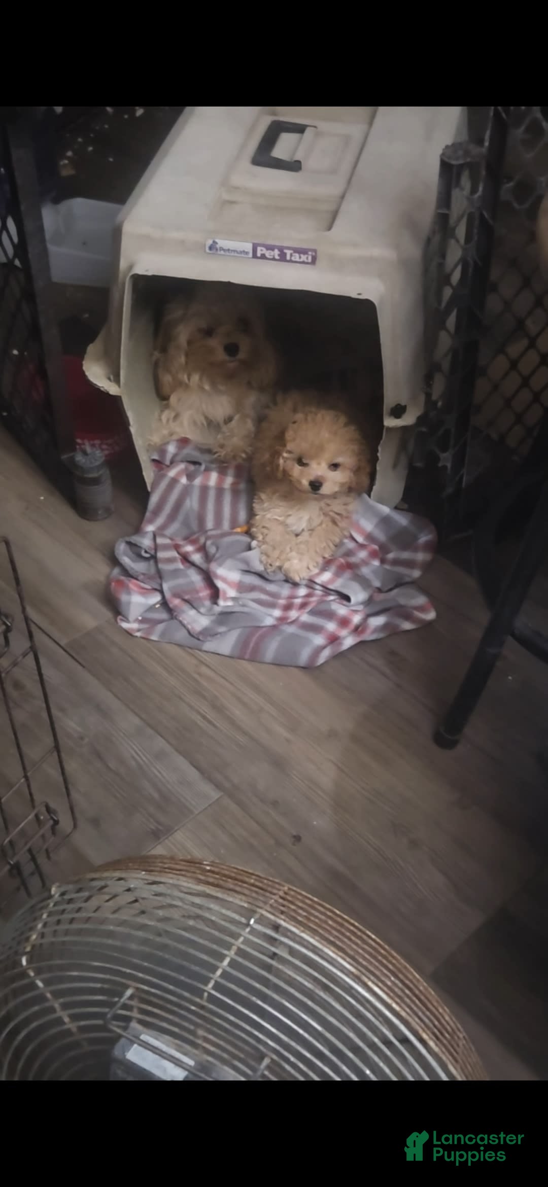 Cavapoo dogs for sale: Ella - Image 7