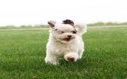Shihpoo dogs for sale: Billy - Image 20
